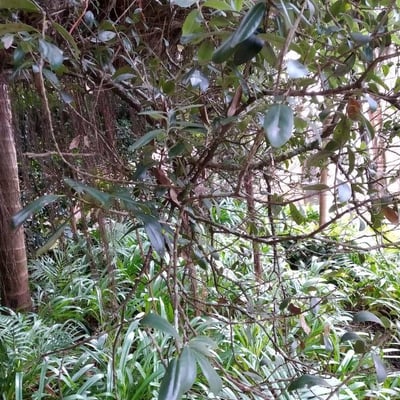 Metrosideros robusta — leaf