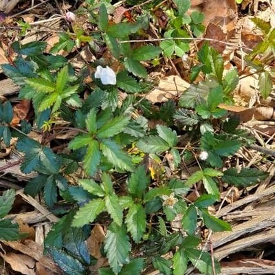 Rubus trivialis — flower