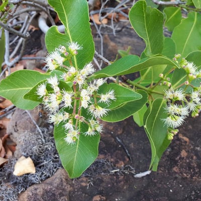 Syzygium guineense — flower