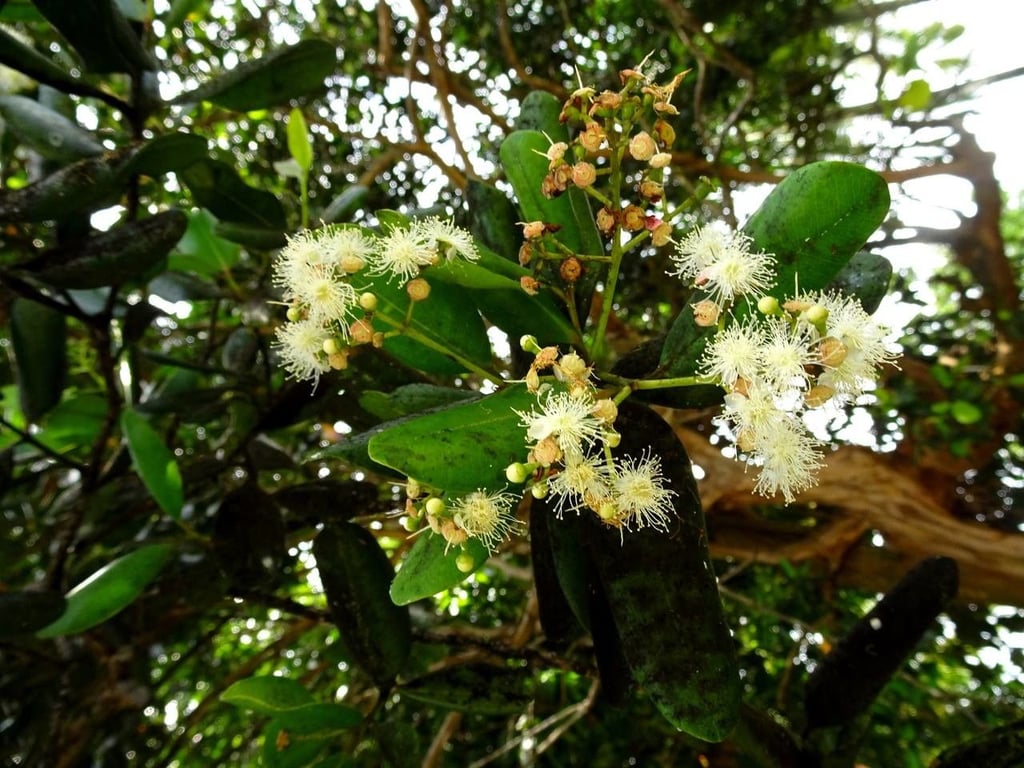 Bay rum tree