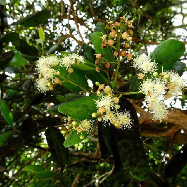 Bay rum tree