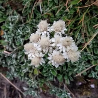 Antennaria dioica — flower