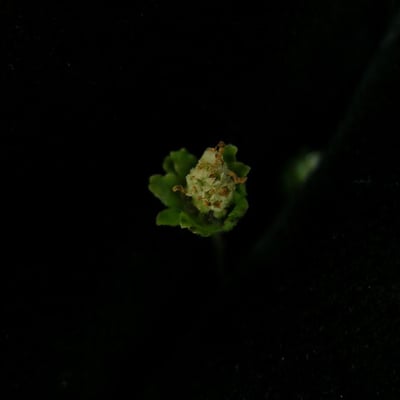 Adenostemma lavenia — habit