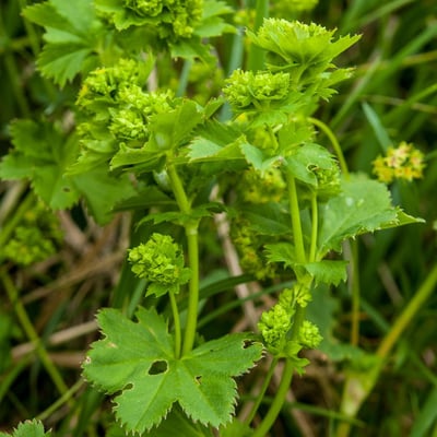 Alchemilla glabra — flower