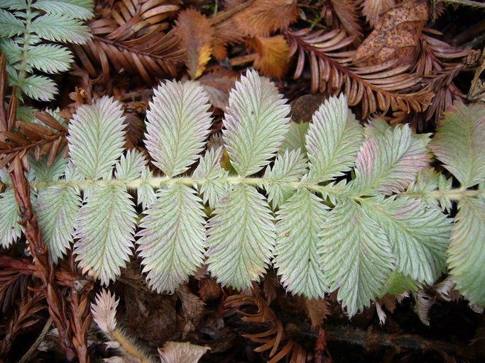 Potentilla discolor