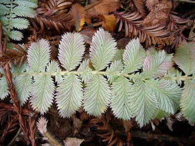 Potentilla discolor