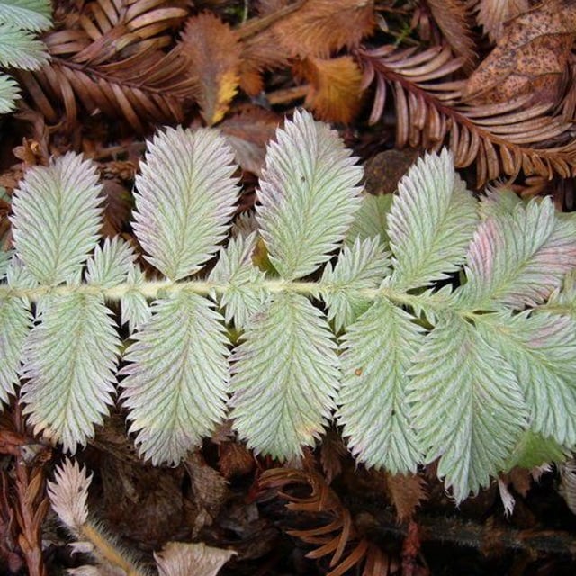 Potentilla discolor
