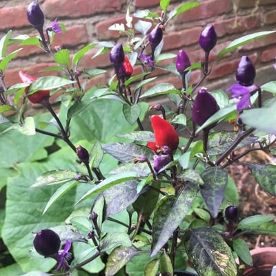 Capsicum annuum — flower