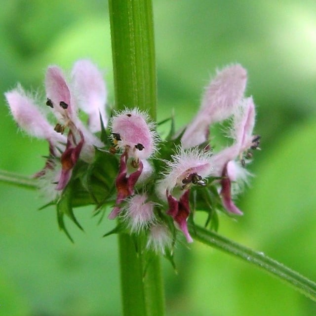 Leonurus cardiaca — flower