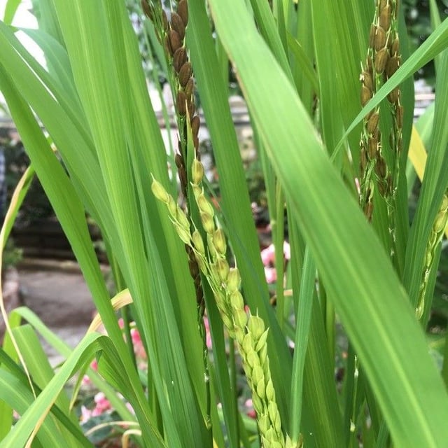 Oryza glaberrima — flower