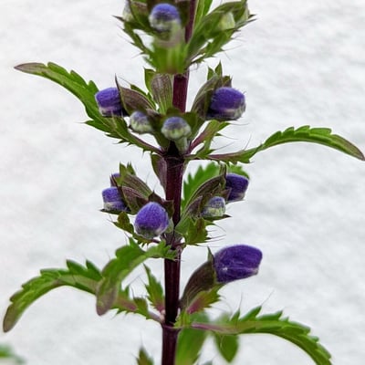 Dracocephalum moldavica — flower