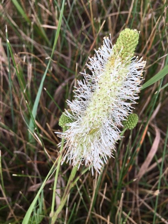 White burnet