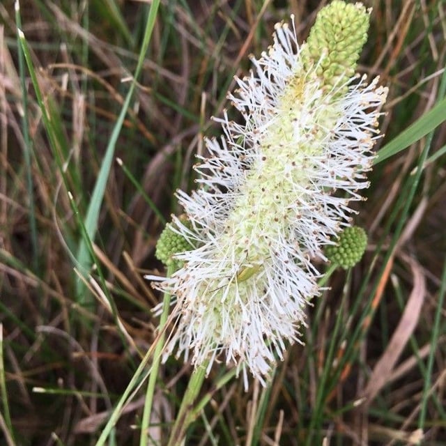 Sanguisorba canadensis — flower