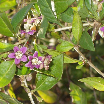 Lycium chinense — flower