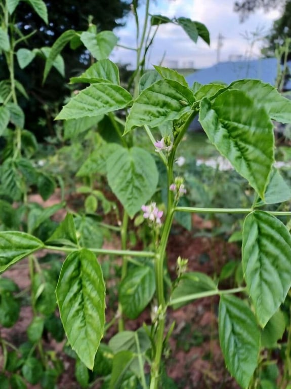 Siam-bean