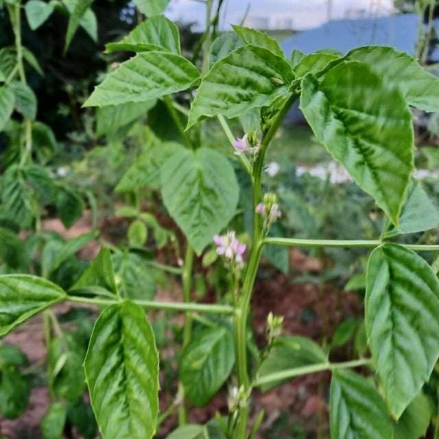Siam-bean