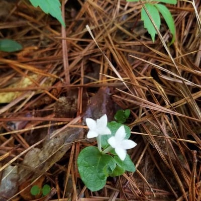 Mitchella repens — flower