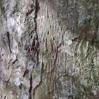 Apuleia leiocarpa — bark
