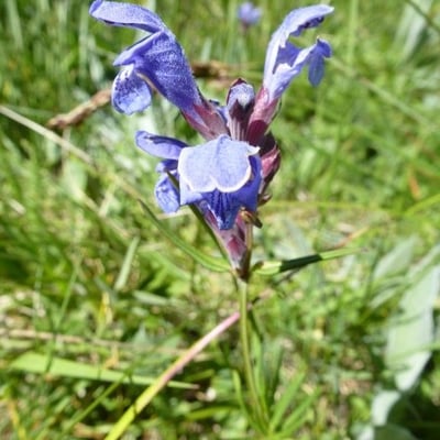 Dracocephalum ruyschiana — flower