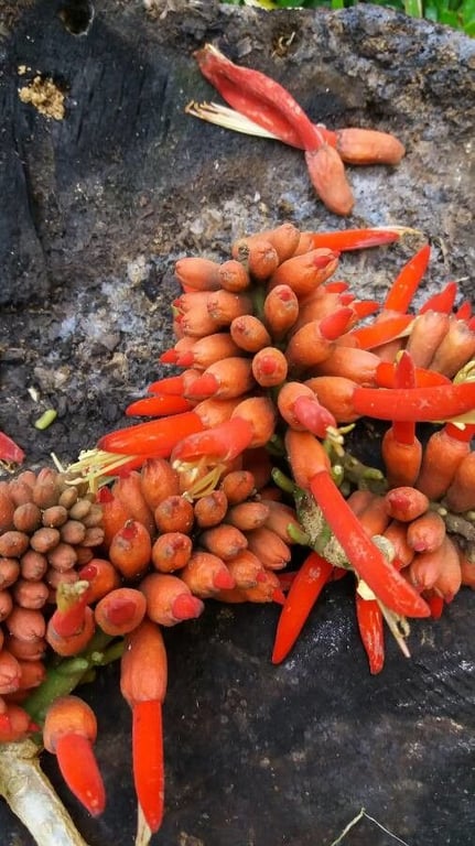 Erythrina americana