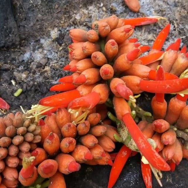 Erythrina americana
