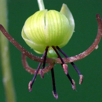 Medeola virginiana — flower