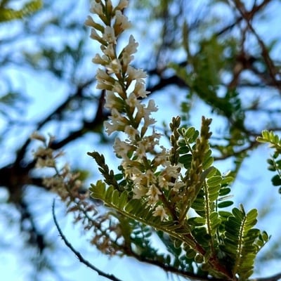Eysenhardtia polystachya — flower