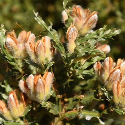 Genista tridentata — flower