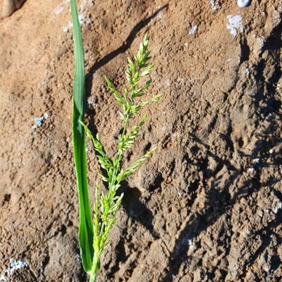 Eragrostis cilianensis — flower
