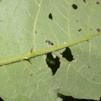 Solanum chrysotrichum — leaf
