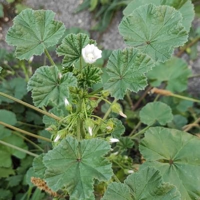 Malva pusilla — flower