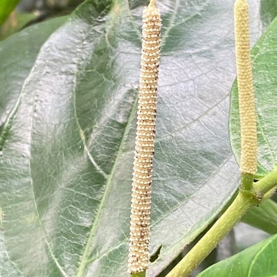 Piper amalago — flower