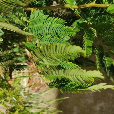 Parapiptadenia rigida — leaf