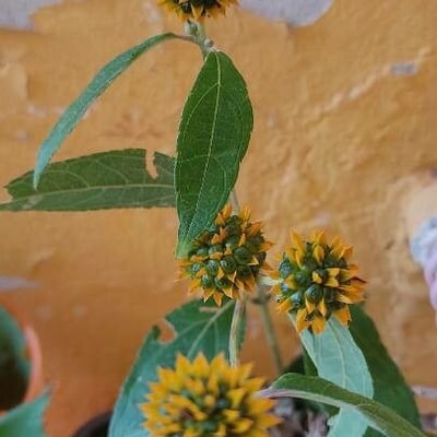 Tilesia baccata — flower