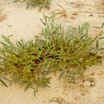 Zornia glochidiata — habit