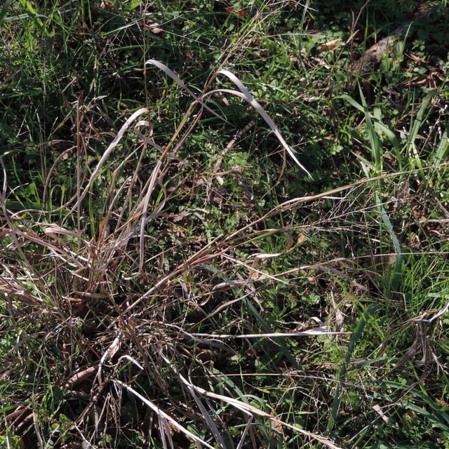 Coleataenia anceps — habit