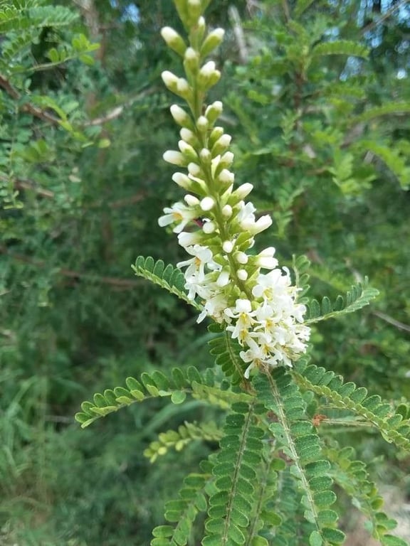 Texas kidneywood