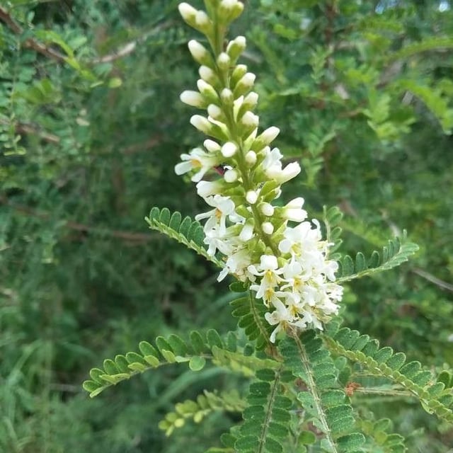 Texas kidneywood