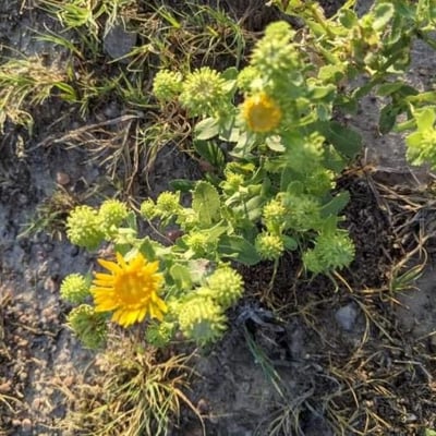 Grindelia squarrosa — flower