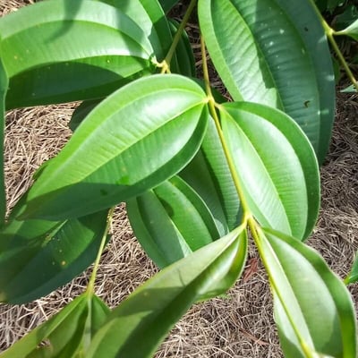 Cinnamomum verum — flower