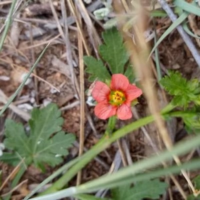 Modiola caroliniana — flower