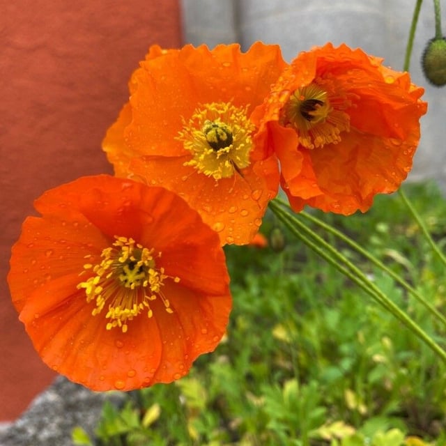 Papaver nudicaule — flower