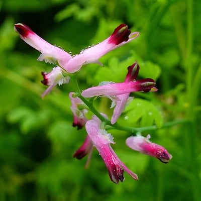 Fumaria muralis — flower