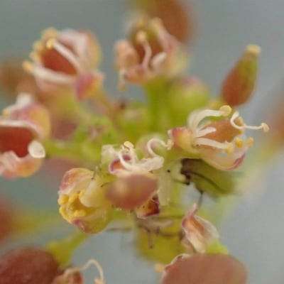 Hornungia petraea — flower