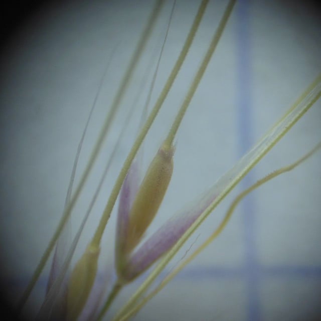 Stipa capillata — flower