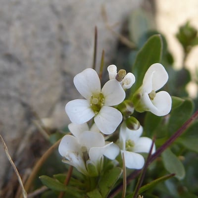 Cardamine resedifolia — flower