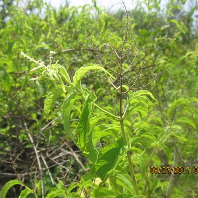 Hoslundia opposita — habit