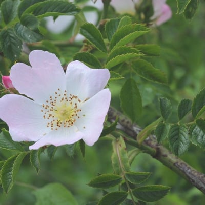 Rosa corymbifera — flower