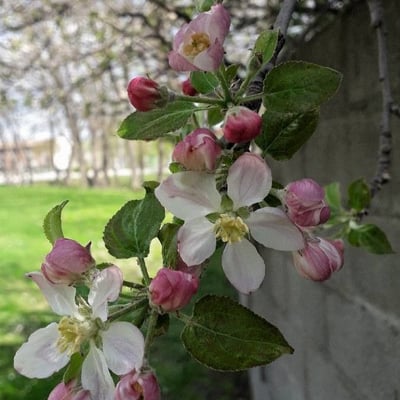 Malus domestica — flower