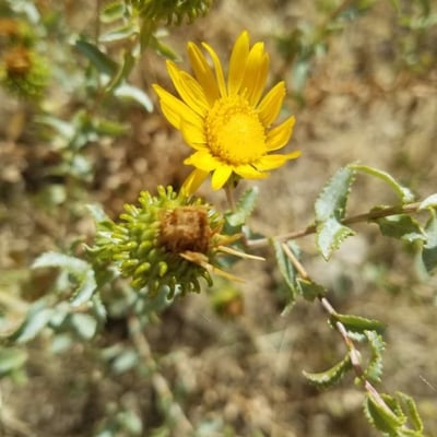 Grindelia squarrosa — flower